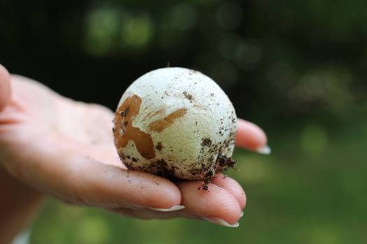 Беловежская веселка