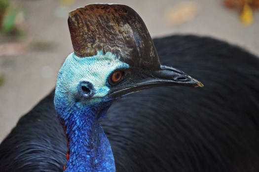 Без казуаров австралийский дождевой лес сразу же обеднеет