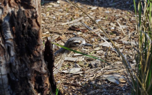 Авдотка превращается в живую статую при виде хищника