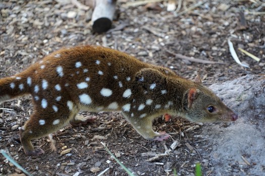 Кволл или сумчатая куница
