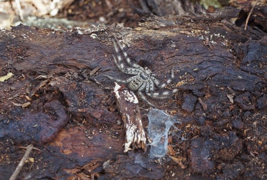 Паук-охотник в заповеднике Nardoo Hills