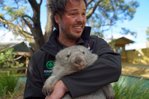 Директор Bonorong Sanctuary Greg Irons со спасенным вомбатом