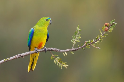 Оранжевобрюхий попугайчик