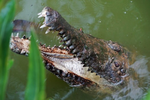 Крокодилы Австралии